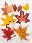 Autunno surgelato Autunno surgelato