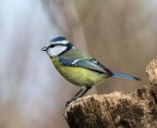 Cinciarella Cinciarella