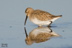 Calidris ferruginea Calidris ferruginea