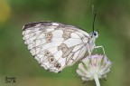 Melanargia Galathea Melanargia Galathea