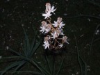 fiore all' alba fiore all' alba