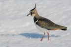 Pavoncella (Vanellus vanellus) Pavoncella (Vanellus vanellus)