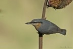 Picchio muratore (Sitta europaea) Picchio muratore (Sitta europaea)