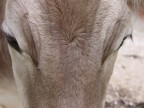 Mucca Mucca