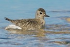 Pivieressa (Pluvialis squatarola) Pivieressa (Pluvialis squatarola)