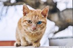 cat eyes cat eyes