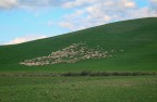 Pascolo in Val d'Orcia Pascolo in Val d'Orcia
