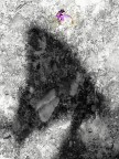 ***Di farfalle neanche l'ombra*** ***Di farfalle neanche l'ombra***