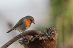 Pettirosso Pettirosso