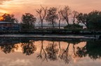 Alberi riflessi Alberi riflessi