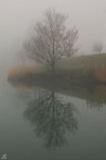 ..riflessi nella nebbia.. ..riflessi nella nebbia..