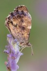 Profumosa Profumosa