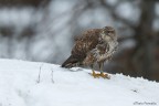 Poiana (Buteo buteo) Poiana (Buteo buteo)