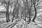 Snow Snow
