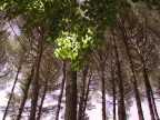 alberi di sangemini alberi di sangemini