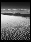 Dune Dune