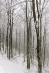 nel bosco nel bosco