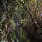 Nel Folto del Bosco Nel Folto del Bosco