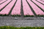 Fields Fields