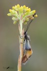 Libelloides coccajus Libelloides coccajus