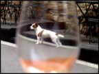 THE_DOG THE_DOG