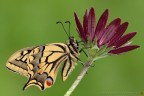 A small Queen... A small Queen...