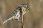 Peppola (Fringilla montifringilla) Peppola (Fringilla montifringilla)