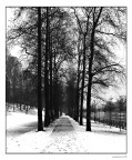 viale viale