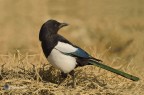 Gazza ( Pica pica )
