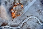 Frost Frost