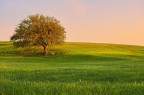 In mezzo al grano In mezzo al grano