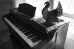 un tacchino al piano un tacchino al piano