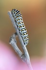 MACRO MACRO