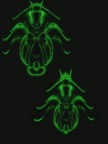 tavola entomologica tavola entomologica
