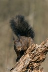 Scoiattolo comune_Sciurus vulgaris Scoiattolo comune_Sciurus vulgaris