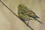 Verzellino  (Serinus serinus)