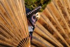 Carnevale Viareggio 2017 Carnevale Viareggio 2017