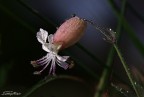 Silene Silene