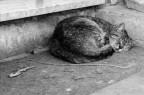 Chi dorme non pigla pesci Chi dorme non pigla pesci
