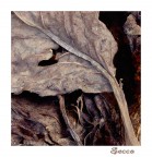 secco secco