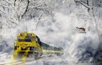 Lupi solitari Lupi solitari