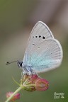 Glaucopsyche alexis Glaucopsyche alexis