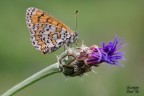 Melitaea Trivia