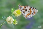 Melitaea