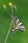 Iphiclides podalirius (Linnaeus, 1758) (Lepidoptera - Papilionidae)

Canon EOS 7D + Sigma 180mm f/3.5 EX DG HSM Macro

Suggerimenti e critiche sempre ben accetti
[url=http://www.rossidaniele.com/HR/_MG12610copia-mdc-1500.jpg]Versione HR[/url]