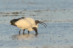 Ibis sacro con preda Ibis sacro con preda