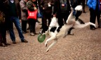 Acrobata a 4 zampe Acrobata a 4 zampe