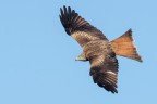 Nibbio reale (Milvus milvus) Nibbio reale (Milvus milvus)