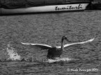 � Nicola Vicini foto 2017

un Cigno reale inizia l'involo per rincorrere un maschio giovane

Canon EOS 6D con Canon 28-200mm f/3.5-5.6 USM 
e con duplicatore di focale 2x Kenko focale 400mm
f/11 sec. 1/1000
