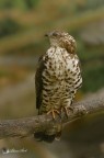 astore (Accipiter gentilis) astore (Accipiter gentilis)